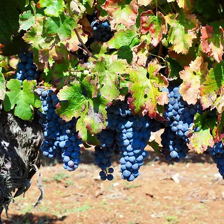 Chez Berger, 2 Persoons Gastenkamer, 1 Hond Toegestaan In Overleg Bed & Breakfast