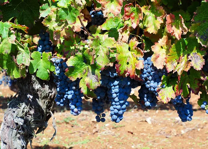 Chez Berger, 2 Persoons Gastenkamer, 1 Hond Toegestaan In Overleg Bed & Breakfast