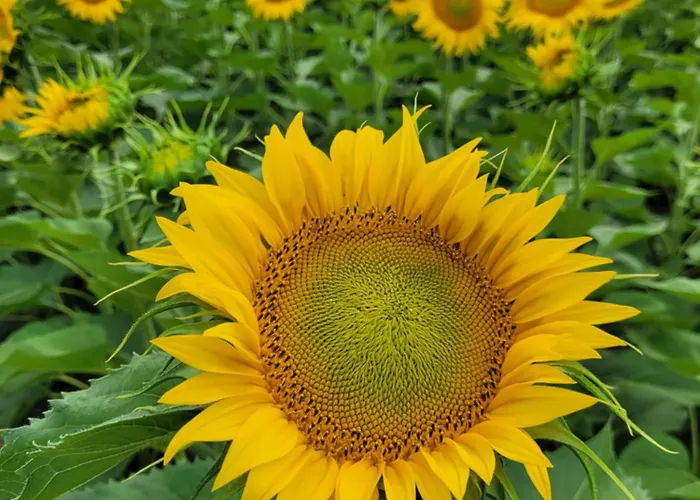 Bed & Breakfast Chez Berger, 2 Persoons Gastenkamer, 1 Hond Toegestaan In Overleg 3*